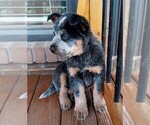 Small Photo #2 Australian Cattle Dog Puppy For Sale in CHAPMANSBORO, TN, USA