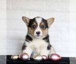 Small Photo #1 Pembroke Welsh Corgi Puppy For Sale in PARADISE, PA, USA