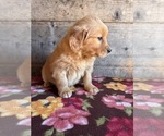 Small #6 Golden Retriever