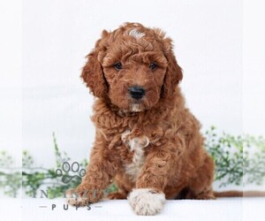 Goldendoodle (Miniature) Puppy for sale in LANCASTER, PA, USA