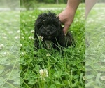 Small Photo #4 Aussiedoodle Puppy For Sale in SPENCER, TN, USA