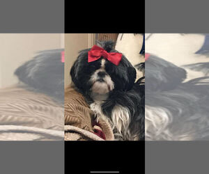 Shih Tzu Puppy for sale in DISTRICT HEIGHTS, MD, USA