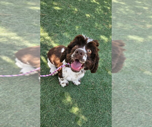 Medium Photo #4 Cocker Spaniel Puppy For Sale in Lakewood, CO, USA