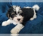 Small Photo #22 Morkie Puppy For Sale in HOLLAND, MI, USA