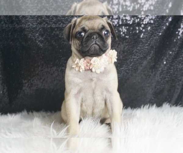 Medium Photo #2 Pug Puppy For Sale in WARSAW, IN, USA