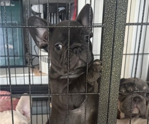 Medium Photo #2 French Bulldog Puppy For Sale in COLUMBUS, OH, USA