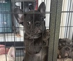 Small #1 French Bulldog