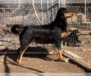 Mother of the English Shepherd puppies born on 12/17/2025