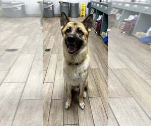 German Shepherd Dog-Unknown Mix Dogs for adoption in Rowlett, TX, USA