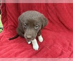 Small Photo #5 Borador Puppy For Sale in MARION, VA, USA