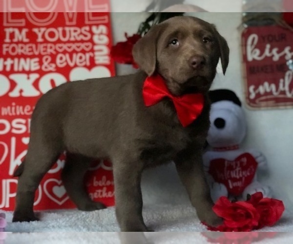 Medium Photo #6 Labrador Retriever Puppy For Sale in CLAY, PA, USA