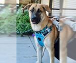 Small #8 Shepradors