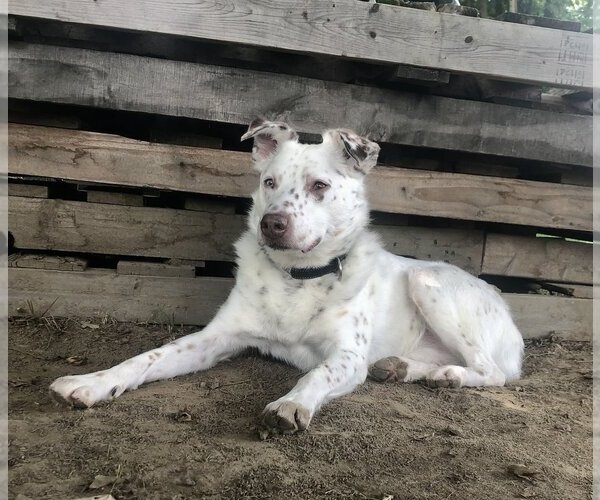 Medium Photo #6 Australian Shepherd-Unknown Mix Puppy For Sale in Brewster, NY, USA