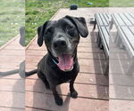 Small #1 Labrador Retriever