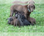 Small Photo #7 Labrador Retriever Puppy For Sale in PAYETTE, ID, USA
