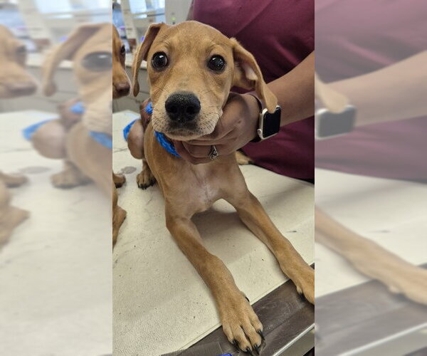 Medium Photo #1 Chipin Puppy For Sale in Lodi, CA, USA