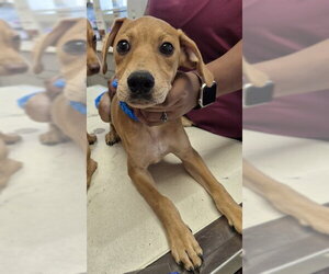 Chipin Dogs for adoption in Lodi, CA, USA