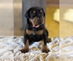 Puppy Pink Girl Doberman Pinscher