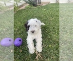 Small Photo #6 Australian Labradoodle Puppy For Sale in OCEANSIDE, CA, USA
