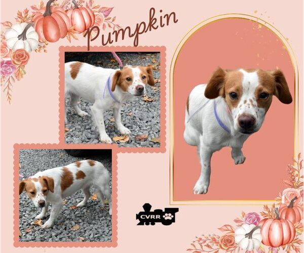 Medium Photo #1 Brittany-Unknown Mix Puppy For Sale in Lindsay, CA, USA
