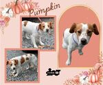 Pumpkin - Female Brittany-Unknown Mix Dog for Adoption - Small photo