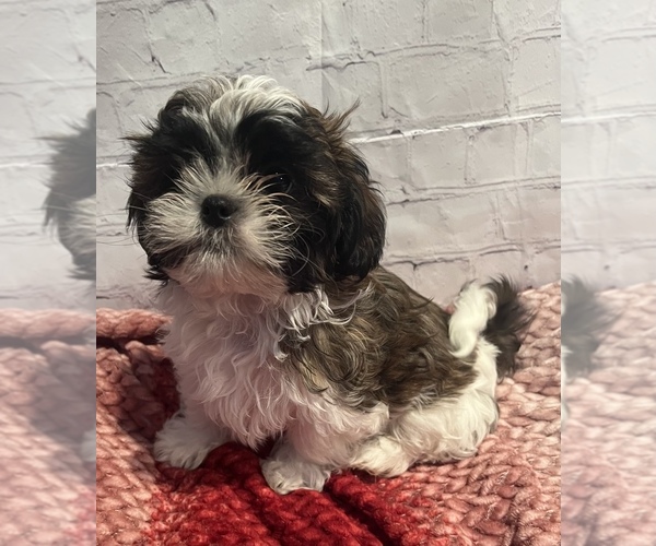Medium Photo #8 Shih Tzu Puppy For Sale in ROSEVILLE, OH, USA