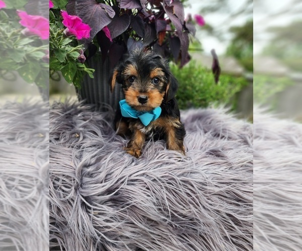 Medium Photo #3 Yorkshire Terrier Puppy For Sale in INDIANAPOLIS, IN, USA