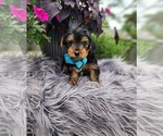 Small #2 Yorkshire Terrier