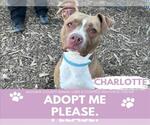 Small American Pit Bull Terrier Mix