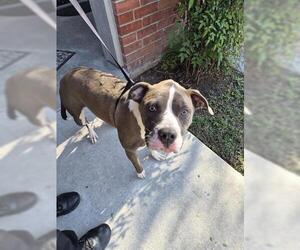 Mutt Dogs for adoption in Houston, TX, USA