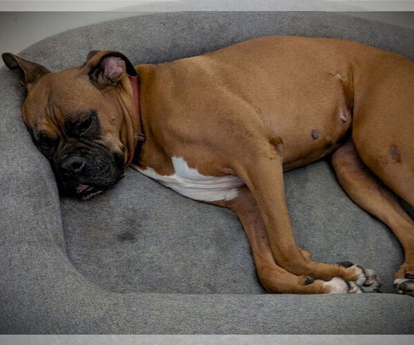 Medium Photo #3 Boxer Puppy For Sale in Austin, TX, USA