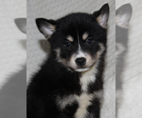 Medium Photo #8 Pomsky Puppy For Sale in DENTON, TX, USA