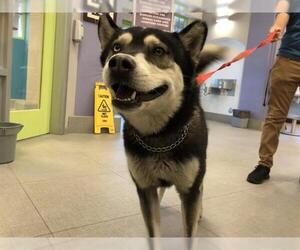 Siberian Husky Dogs for adoption in Rancho Cucamonga, CA, USA