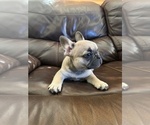 Small #12 French Bulldog