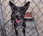TCHALLA - Male Mutt Dog for Adoption - Small photo
