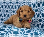 Small Photo #12 Cocker Spaniel-Poodle (Miniature) Mix Puppy For Sale in LAKELAND, FL, USA