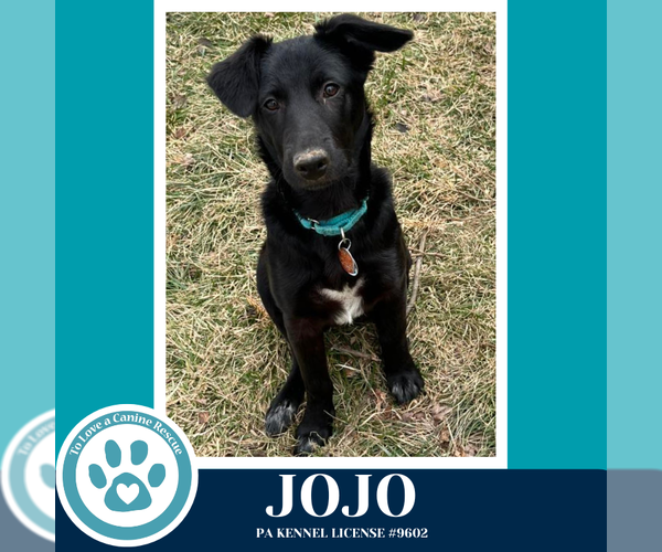 Medium Photo #6 Labrador Retriever-Unknown Mix Puppy For Sale in Kimberton, PA, USA