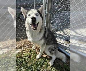 Siberian Husky Dogs for adoption in Riverside, CA, USA