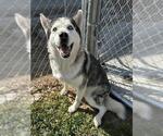 Small Siberian Husky