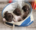 Small Photo #2 German Shorthaired Pointer Puppy For Sale in FRESNO, CA, USA
