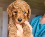 Small #3 Poodle (Standard)