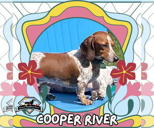 Dachshund-Unknown Mix Dogs for adoption in San Antonio, TX, USA