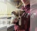 Small Photo #9 Pembroke Welsh Corgi Puppy For Sale in MOUNTAIN GROVE, MO, USA