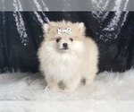 Small #3 Pomeranian