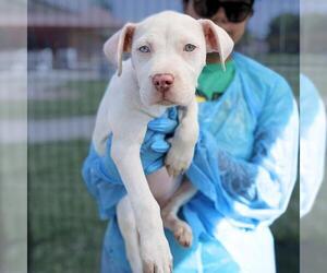 American Staffordshire Terrier-Unknown Mix Dogs for adoption in San Antonio, TX, USA