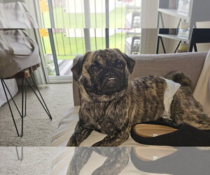 Pug Dogs for adoption in Indianapolis, IN, USA