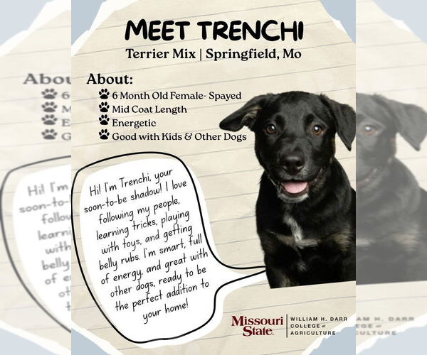 Medium Photo #1 Border Collie-Unknown Mix Puppy For Sale in Bolivar, MO, USA