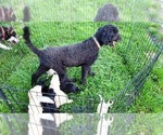 Small Photo #1 Goldendoodle Puppy For Sale in LEON, KS, USA