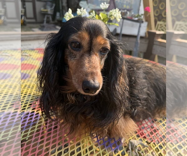 Medium Photo #2 Dachshund Puppy For Sale in Sioux Falls, SD, USA