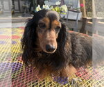 Small #1 Dachshund